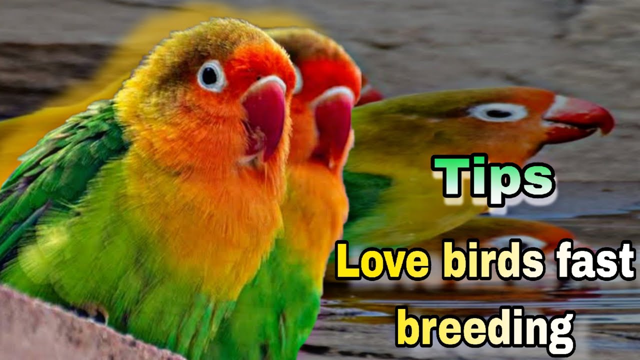 Lovebirds fast breeding Tips || how to breed lovebirds 😍 { latest video ...