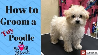 How to groom a Poodle puppy