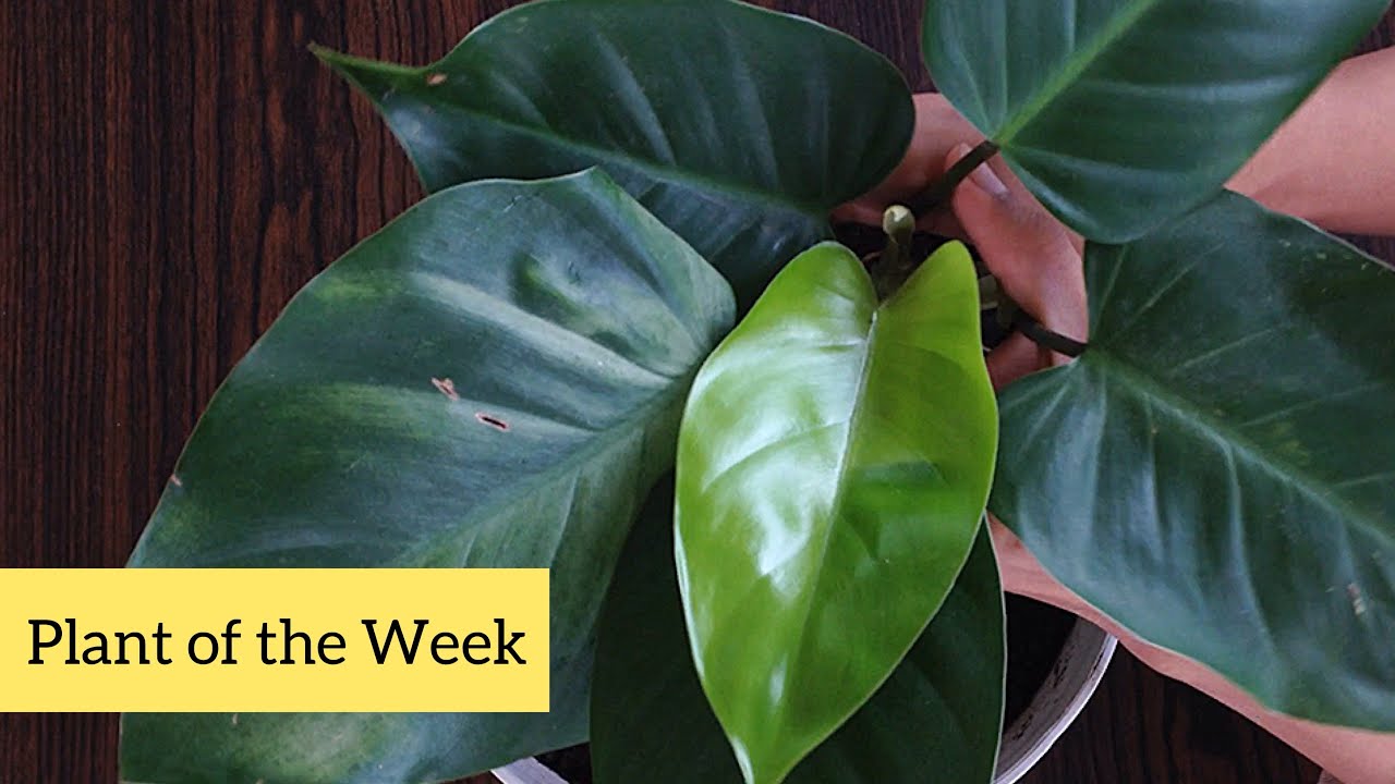Philodendron 'Green Emerald' ( Heartleaf Philodendron Care Tips ) 
