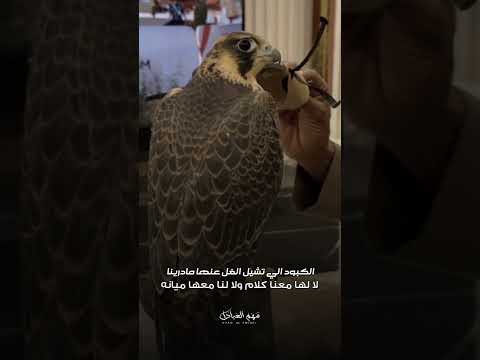 أهل الحسد لا غاضهم طي ب الراس عجزوا ب ه و س ب وه من دون س ب ه عشوائيات لايك اكسبلور