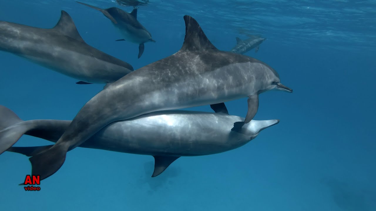 How Do Dolphins Reproduce 