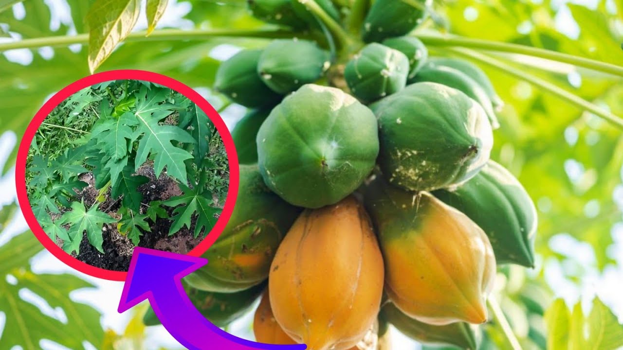 COMO PLANTAR PAPAIA/ MAMÃO | AGROPECUÁRIA EM MOÇAMBIQUE