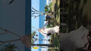 Entah apa yang Merasukimu