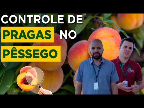 Vídeo: Controle da broca de galhos de pêssego - Como evitar danos causados por brocas de galhos de pêssego