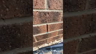 New home handover inspection at 26 Constance street, werribee 3030 external.