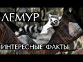 Лемур - интересные факты