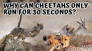 cheetah running fast - Running more than 30s puts at risk? by Doweelant 150 views 11 months ago 3 minutes, 6 seconds