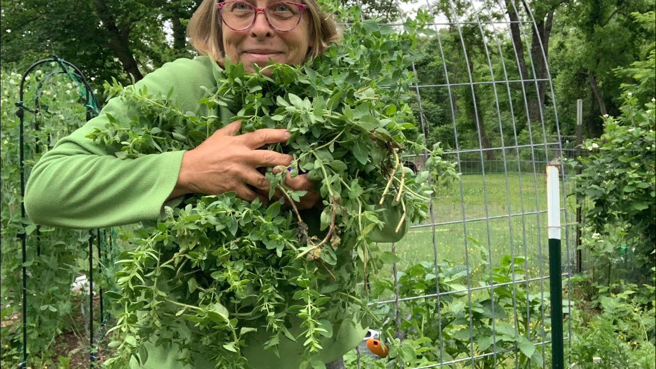 Harvesting Oregano For Drying YouTube