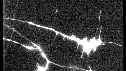 eyfp actin 05 07 older avi2.avi