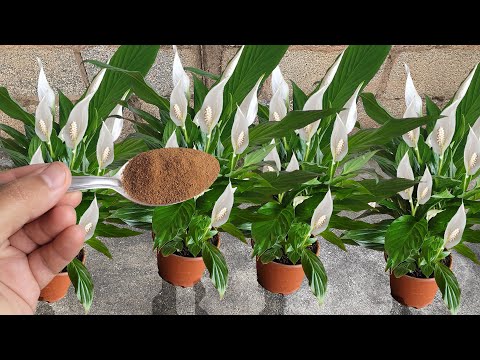 Vídeo: Minha pomba não floresce: o que fazer quando sua pomba não está florescendo