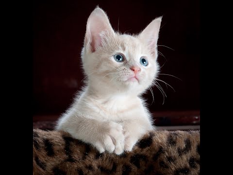 Armonía Felina: Música Relajante y Meditativa con Gatos hqdefault