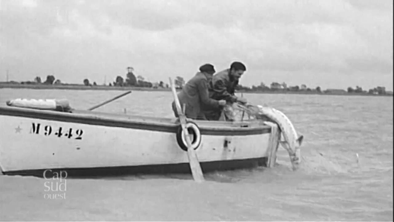 Cap Sud-Ouest - Le caviar de l'estuaire de la Gironde