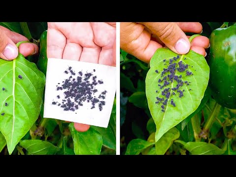 فيديو: آفات حديقة Katydid - كيفية التخلص من حشرات Katydid
