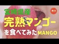 宮崎県産完熟マンゴーを食べてみた【食レポ】
