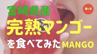 宮崎県産完熟マンゴーを食べてみた【食レポ】