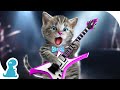 Little kitten adventure cartoon  kitten rock music kids fun dance  music for kids