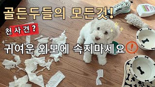 골든두들 궁금한 모든것골든두들의 장단점/성격/사이즈/종류