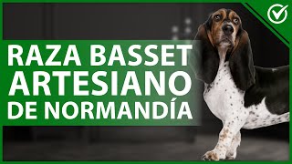 ¿Cómo son los perros raza BASSET ARTESIANO de NORMANDÍA?  Características y cuidados