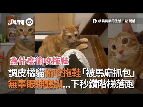 調皮橘貓偷咬拖鞋「被媽媽抓包」　無辜眼神聽訓...下秒鑽階梯落跑│寵物│貓咪｜猫｜ねこ│Pet│Cat│Kitten