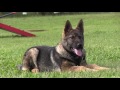 Best German Shepherd Puppy Training Best German Shepherd Puppy Training