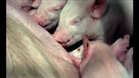 Nedap Agri - Watching you