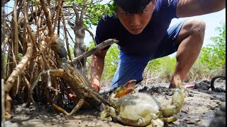 Catching Giant Mud Crabs In Muddy At Sea Swamp By Hand | Find Sea Crabs In Mud Sea Recipe