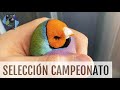 COMO SELECCIONAR GOULDS PARA CAMPEONATOS | Diamante de Gould | @AviarioVera