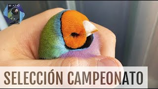 COMO SELECCIONAR GOULDS PARA CAMPEONATOS | Diamante de Gould | @AviarioVera