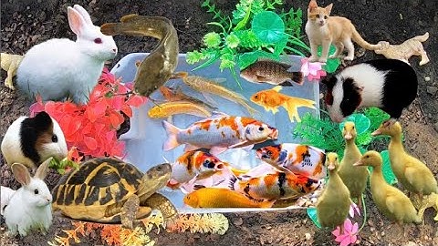 Bắt Các Con Vật Dễ Thương, Tìm Thấy Thỏ, Chuột Lang Vịt Con, Bắt Cá Cảnh, Molly, Cá Koi, Cá Vàng