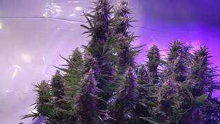 Advanced Seeds Jack Herer Auto - Day 60