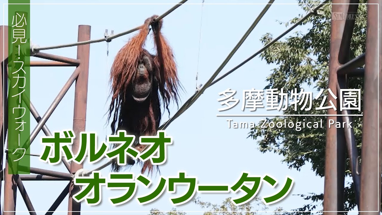 Must-see! Bornean orangutan skywalk｜Tama Zoological Park (Tokyo