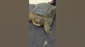 سوق الغزل بغداد الرفش العراقي 
