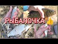 Линь, подлещик, плотва, красноперка. Рыбалочка🐟. Поплавочка🎣 и дальняки.