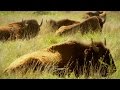 Plains Indians and Buffalo Relationship