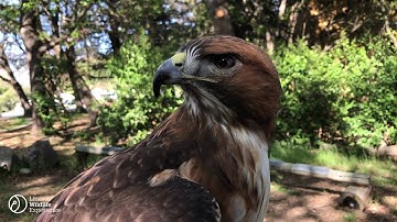 Keeper Feature: Fire the Red-Tailed Hawk
