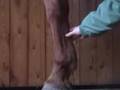 Equine Foreleg Anatomy: www.mequine.com