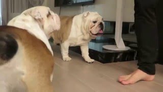 英國鬥牛犬 English Bulldog 20160212（婠婠WanWan：1Y 235D & 鐵男Fe：1Y151D）-3