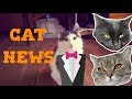 [CAT NEWS] КОШАЧЬИ НОВОСТИ