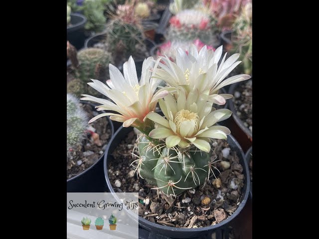 kriechender beinwell Kaufen Sie die Pflanze Beinwell Symphytum grandiflorum