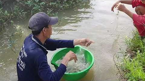 Giăng lưới cá lòng tong và bữa cơm cá lòng tong kho sả ớt ngon mê ly!