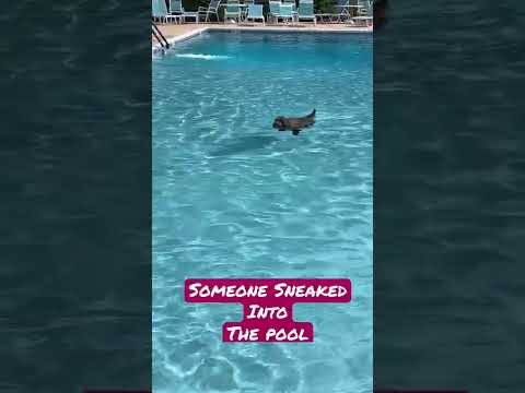 Video: Kā peldēt pūdelis