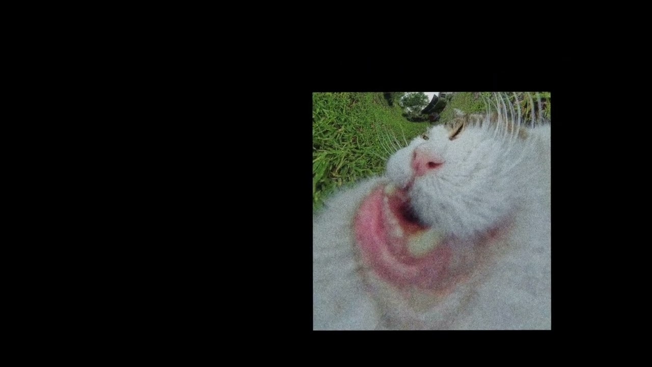 Honey I’m Home - Pretty (Official Cat Video) adlı videoyu YouTube'da izle Honey I’m Home - Pretty (Official Cat Video) adlı videoyu YouTube'da izle