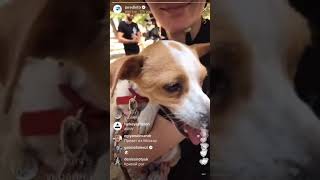 Jared Leto + Puppies at Camp Mars 2017