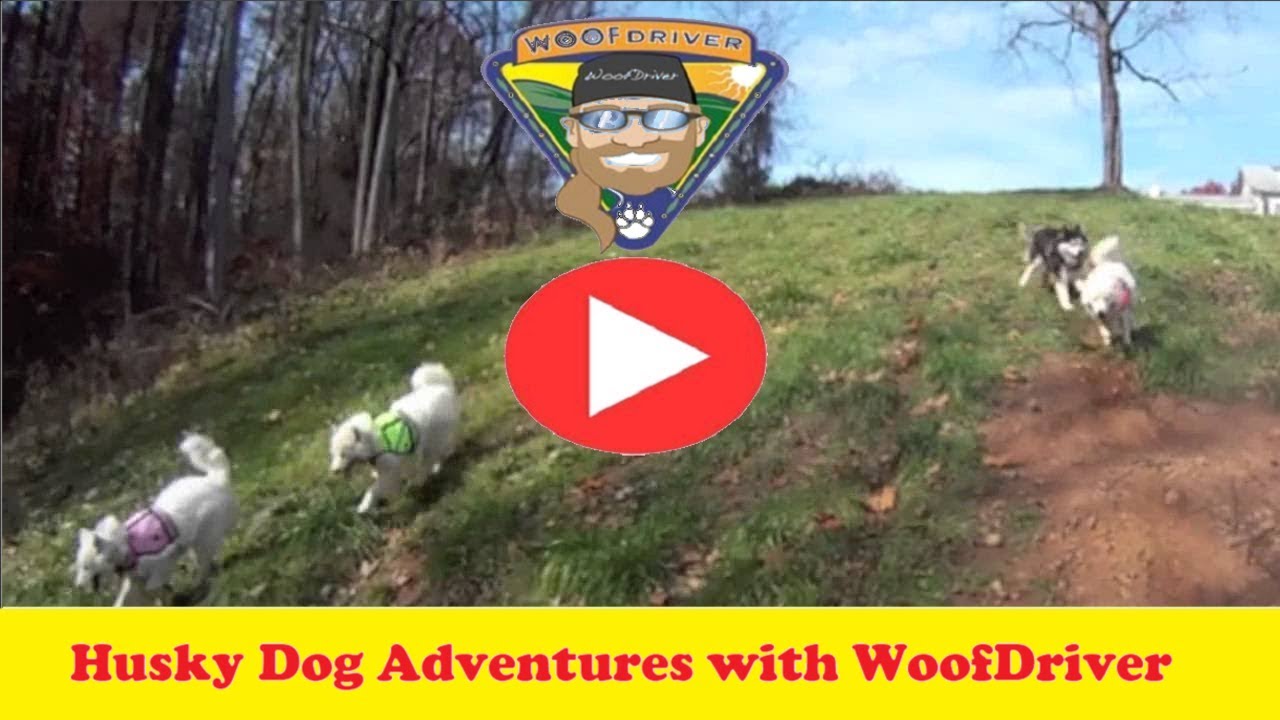 Husky Dog Adventure | Husky Dog | Dog Trainer | Dog Adventurer | Free Ranging dog puppy cat kitten