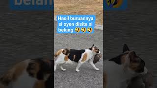 Download Lagu kucing belang merampas hasil buruannya si oyen#cat #oyen #funny #kucinglucu #videoshort MP3