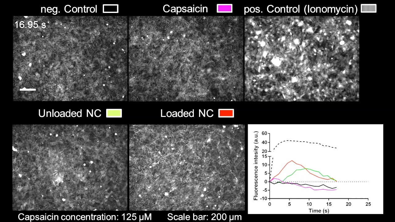 Nanoencapsulated capsaicin changes migration behavior and morphology of