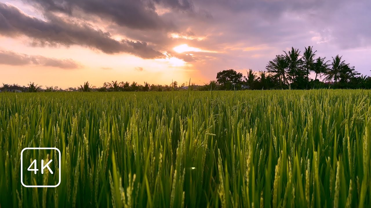 🌿 1 Hour of Relaxing Nature Sounds for Sleep, Study & Meditation | Soothing Bali Rice Fields | 4K