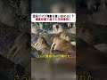 北極グマが海象を追い詰める！？ 断崖絶壁で起きた異常事態！ #北極グマ #セイウチ #野生動物 #自然界 #北極