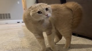Oren Ngambeknya Lucu! di Marahin emak malah ngegas balik MARAH/kompilasi kucing terbaru
