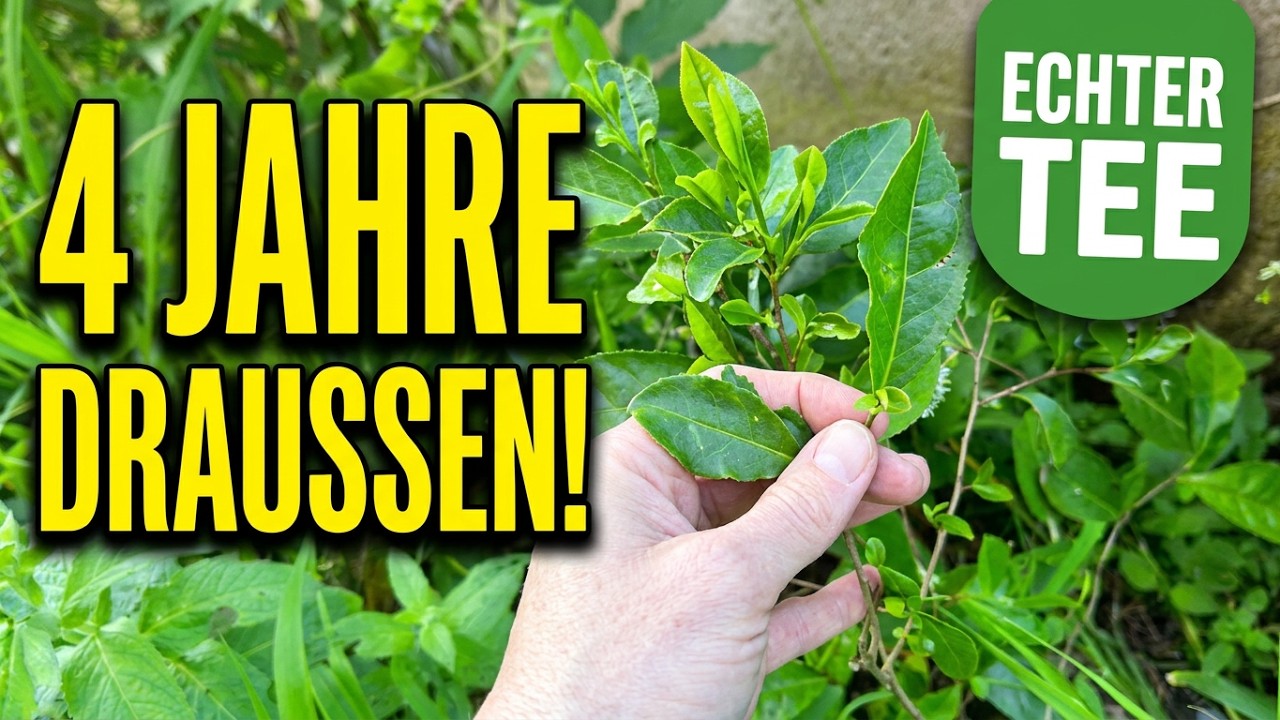 Teepflanze seit 4 Jahren draußen: Ist Camellia sinensis winterhart?